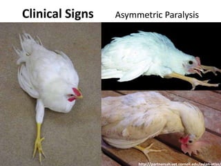 Clinical Signs Asymmetric Paralysis
http://partnersah.vet.cornell.edu/avian-atlas/
 