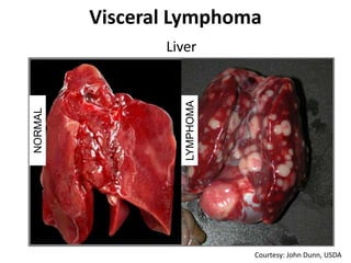 Visceral Lymphoma
Liver
NORMAL
LYMPHOMA
Courtesy: John Dunn, USDA
 