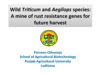 Wild	
  Tri$cum	
  and	
  Aegilops	
  species:	
  
A	
  mine	
  of	
  rust	
  resistance	
  genes	
  for	
  
future	
  harvest	
  
Parveen	
  Chhuneja	
  
School	
  of	
  Agricultural	
  Biotechnology	
  
Punjab	
  Agricultural	
  University	
  
Ludhiana	
  
 