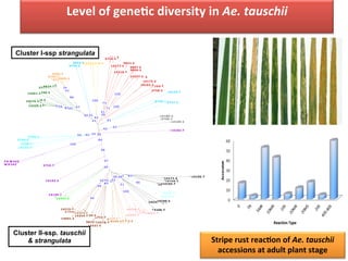 Stripe	
  rust	
  reacDon	
  of	
  Ae.	
  tauschii	
  
accessions	
  at	
  adult	
  plant	
  stage	
  
0 0.2
P B W 343
WH 542
894-­‐S
3472-­‐T
3738-­‐T
3743-­‐S
3750-­‐S
3751-­‐S
3753-­‐T
3757-­‐S
3758-­‐S
3759-­‐T
3760-­‐S
3761-­‐S
3769-­‐S
3786-­‐S
3805-­‐S3822-­‐S
3823-­‐S
3826-­‐T
5514-­‐S
9385-­‐T
9785-­‐T
9787-­‐S
9790-­‐S
9791-­‐S
9793-­‐S
9794-­‐S
9795-­‐T
9796-­‐S
9799-­‐S
9804-­‐S
9807-­‐S
9809-­‐S
9810-­‐S
9821-­‐S
9824-­‐T
9826-­‐S
9827-­‐T9830-­‐S
13757-­‐T
13764-­‐T
14091-­‐S
14102-­‐S
14106-­‐T
14109-­‐S
14122-­‐T
14159-­‐S
14163-­‐T
14164-­‐T
14165-­‐S
14171-­‐S
14173-­‐S
14175-­‐S
14180-­‐S
14183-­‐T
14189-­‐T14192-­‐T
14195-­‐T
14197-­‐T
14198-­‐T
14199-­‐T
14219-­‐T
14233-­‐T14236-­‐T14240-­‐S
14245-­‐T14251-­‐T
14318-­‐T
14323-­‐S
14330-­‐S
14331-­‐S
14333-­‐S
14334-­‐S
14335-­‐S
14336-­‐S
14337-­‐S
14339-­‐S
14342-­‐S
14344-­‐S
14350-­‐T14351-­‐T
14354-­‐T
14361-­‐S
14576-­‐S
14577-­‐S
14578-­‐T
100
73
59
42
62
100
83
84
56
33
35
30
61
99
100
63
25
42
61
94
100
47
26
99
71
96
42
100
8336
67
28
51
42
34
7182
99
93
31
29
26
60
55
21
Cluster I-ssp strangulata
Cluster II-ssp. tauschii
& strangulata
Level	
  of	
  geneDc	
  diversity	
  in	
  Ae.	
  tauschii	
  	
  
 