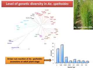 Ae. speltoides (SS)
0 0.2
P DW233P DW291P DW274Ac onc hi89
P BW343
P BW550
3566
3595
3601
3603
3635
3808
38093809
TA1784
3571
3574
3575
3578
3579
3580
3581
3582
3583
3584
3585
3590
3591
3592
3593
3596
3598
3599
3602
3604
3605
3607
3608
3637
3638
3804
402471
TA1770
TA1772
TA1776
TA1778
TA1781
TA1786
TA1787
TA1788
TA1791
TA1792
TA1793
TA1845
TA2357
Level	
  of	
  geneDc	
  diversity	
  in	
  Ae.	
  speltoides	
  	
  
Stripe	
  rust	
  reacDon	
  of	
  Ae.	
  speltoides	
  
accessions	
  at	
  adult	
  plant	
  stage	
  
 