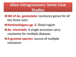 Alien	
  introgressions:	
  Some	
  Case	
  
Studies	
  
"  5M	
  of	
  Ae.	
  geniculata:	
  resistance	
  genes	
  for	
  all	
  
the	
  three	
  rusts	
  
" Homoeologous	
  gp.	
  5:	
  Distal	
  region	
  
" Ae.	
  triuncialis:	
  A	
  single	
  accession	
  carry	
  
resistance	
  for	
  mulDple	
  diseases	
  
"  A	
  genome	
  species:	
  source	
  of	
  mulDple	
  
resistance	
  
 