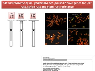 5M	
  chromosome	
  of	
  Ae.	
  geniculata	
  acc.	
  pau3547	
  have	
  genes	
  for	
  leaf	
  
rust,	
  stripe	
  rust	
  and	
  stem	
  rust	
  resistance	
  
Lr57
Yr40
Lr57
Yr40
Lr57
Yr40
Sr53
 