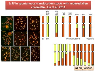 BS	
  Gill,	
  WGGRC	
  
Sr53	
  in	
  spontaneous	
  translocaDon	
  stocks	
  with	
  reduced	
  alien	
  
chromaDn	
  -­‐	
  Liu	
  et	
  al.	
  2011	
  
 