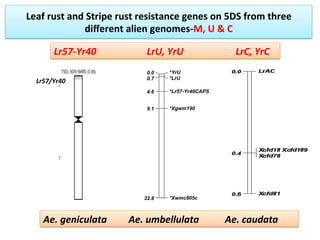 Leaf	
  rust	
  and	
  Stripe	
  rust	
  resistance	
  genes	
  on	
  5DS	
  from	
  three	
  
diﬀerent	
  alien	
  genomes-­‐M,	
  U	
  &	
  C	
  
*YrU0.0
*LrU0.7
*Lr57-Yr40CAPS4.6
*Xgwm1909.1
*Xwmc805c32.8
5DS
Ae.	
  geniculata	
  	
  	
  	
  	
  	
  	
  	
  	
  Ae.	
  umbellulata 	
  	
  	
  	
  	
  	
  	
  	
  	
  	
  Ae.	
  caudata	
  
Lr57/Yr40	
  
Lr57-­‐Yr40 	
  	
  	
  	
  	
  	
  	
  	
  	
  	
  	
  	
  	
  LrU,	
  YrU 	
  	
  	
  	
  	
  	
  	
  	
  	
  	
  LrC,	
  YrC	
  
 