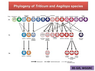 Phylogeny of Triticum and Aegilops species
BS	
  Gill,	
  WGGRC	
  
 