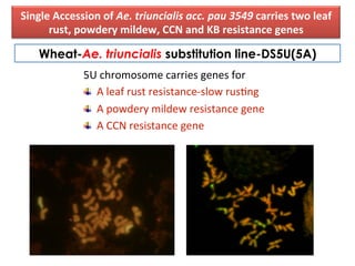 Wheat-Ae. triuncialis substitution line-DS5U(5A)
	
  5U	
  chromosome	
  carries	
  genes	
  for	
  	
  
"   A	
  leaf	
  rust	
  resistance-­‐slow	
  rusDng	
  
"   A	
  powdery	
  mildew	
  resistance	
  gene	
  
"   A	
  CCN	
  resistance	
  gene	
  
Single	
  Accession	
  of	
  Ae.	
  triuncialis	
  acc.	
  pau	
  3549	
  carries	
  two	
  leaf	
  
rust,	
  powdery	
  mildew,	
  CCN	
  and	
  KB	
  resistance	
  genes	
  
 