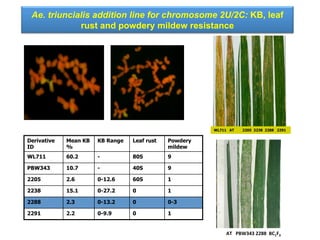 Ae. triuncialis addition line for chromosome 2U/2C: KB, leaf
rust and powdery mildew resistance
Derivative
ID
Mean KB
%
KB Range Leaf rust Powdery
mildew
WL711 60.2 - 80S 9
PBW343 10.7 - 40S 9
2205 2.6 0-12.6 60S 1
2238 15.1 0-27.2 0 1
2288 2.3 0-13.2 0 0-3
2291 2.2 0-9.9 0 1
WL711 AT 2205 2238 2288 2291
	
  	
  	
  	
  	
  	
  	
  	
  AT	
  	
  	
  PBW343	
  2288	
  	
  BC1F3	
  
 