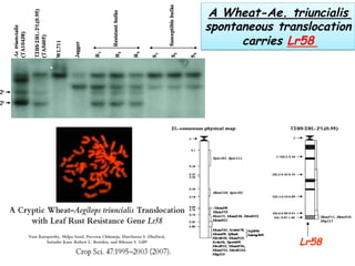 A Wheat-Ae. triuncialis
spontaneous translocation
carries Lr58
Lr58
 