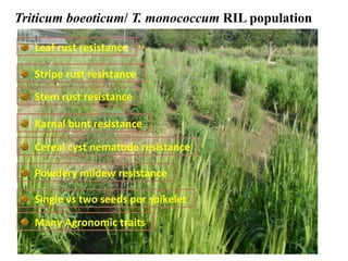 Triticum boeoticum/ T. monococcum RIL population
" Leaf	
  rust	
  resistance	
  
" Stripe	
  rust	
  resistance	
  
" Karnal	
  bunt	
  resistance	
  
" Cereal	
  cyst	
  nematode	
  resistance	
  
" Powdery	
  mildew	
  resistance	
  
" Single	
  vs	
  two	
  seeds	
  per	
  spikelet	
  
" Many	
  Agronomic	
  traits	
  
" Stem	
  rust	
  resistance	
  	
  
 