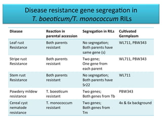 Disease	
  resistance	
  gene	
  segregaDon	
  in	
  
	
  T.	
  boeo(cum/T.	
  monococcum	
  RILs	
  
Disease	
   ReacDon	
  in	
  
parental	
  accession	
  
SegregaDon	
  in	
  RILs	
   CulDvated	
  
Germplasm	
  	
  
Leaf	
  rust	
  	
  
Resistance	
  
Both	
  parents	
  
resistant	
  
No	
  segregaDon;	
  
Both	
  parents	
  have	
  
same	
  gene	
  (s)	
  
WL711,	
  PBW343	
  
Stripe	
  rust	
  
Resistance	
  
Both	
  parents	
  
resistant	
  
Two	
  gene;	
  	
  
One	
  gene	
  from	
  
each	
  parent	
  
WL711,	
  PBW343	
  
Stem	
  rust	
  
Resistance	
  
Both	
  parents	
  
resistant	
  
No	
  segregaDon;	
  
Both	
  parents	
  have	
  
Sr22	
  
WL711	
  
	
  
Powdery	
  mildew	
  
resistance	
  
T.	
  boeoDcum	
  
resistant	
  
Two	
  genes;	
  
Both	
  genes	
  from	
  Tb	
  
PBW343	
  
Cereal	
  cyst	
  
nematode	
  
resistance	
  
T.	
  monococcum	
  
resistant	
  
Two	
  genes;	
  
Both	
  genes	
  from	
  
Tm	
  
4x	
  &	
  6x	
  background	
  
 