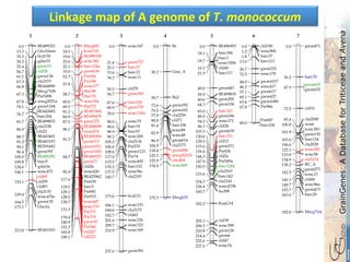Linkage	
  map	
  of	
  A	
  genome	
  of	
  T.	
  monococcum	
  	
  T. boeoticum/T. monococcum likage map based on 200 markers
BE4893230.0
GluAlmw13.3
bcd13035.3
gdm3350.2
gwm3355.4
cfd5856.7
gwm13661.1
cfa215363.2
BE44489066.8
Mwg710b
Psr549b67.3
mwg2021a67.8
gwm110474.1
BE442682
barc20476.7
BE49983581.7
cfa2158
cfd2186.0
BE44340188.3
BE44310391.2
BE59168294.1
gwm39196.4
BE495292100.0
barc9109.8
gdm36124.6
wmc475146.1
cfd65
cfd59
cfd83
155.1
cfa2135
wmc470a159.4
gwm135164.5
GluAy173.1
BE443103213.0
1
Mwg8510.0
KsuD1818.5
BE49835819.6
wmc38223.6
barc124a25.1
gwm63633.9
Psr66652.3
Psr108
wmc17757.8
fba198
fba17858.7
wmc26460.6
fba27268.5
BE49749481.2
BE49947884.9
gwm27587.5
BE406808
wmc47490.1
BE406584
gwm51591.3
gwm1011
gwm1045
BE406923
gwm71
cfd26
94.7
wmc42095.9
BE425962
Psr630117.6
barc5119.5
Psr681129.1
Psr933129.5
wmc407129.7
wmc170
Psr331133.3
fba374134.4
gwm30140.9
Psr540152.3
cfd267165.8
cfd223199.1
2
wmc1470.0
gwm75721.4
barc5725.1
barc1233.6
wmc1134.3
cfd7950.5
gwm36954.7
barc21867.6
gwm77968.9
wmc150a78.0
wmc7998.0
barc1998.6
barc6798.9
wmc26999.2
cfa2134105.5
Psr570106.6
gwm1121108.6
Psr74117.0
wmc492119.5
barc152135.2
wmc96c137.5
cfa2193140.7
bcd131173.6
wmc153186.1
cfa2170189.8
cfd62192.7
wmc326201.6
wmc322209.7
wmc169210.9
gwm391237.6
3
Br0.0
Gnu_A30.2
Ba259.7
gwm19272.6
gwm16576.5
cfa225677.9
cfd7180.8
barc10681.4
wmc89
wmc4882.9
gwm61486.9
cfa2173104.9
gwm494118.4
mwg2021b125.3
cdo484125.9
wmc468134.4
Mwg676175.3
4
BE4969030.0
barc18618.1
barc1
wmc150b18.7
cfd4019.3
barc11721.9
gwm44349.0
BE49983559.5
gwm20560.6
gwm15464.3
barc14183.0
gwm18688.0
wmc37194.5
cfd2b96.3
gwm639103.3
barc151120.6
cfd12129.5
gwm271133.6
Psr426139.4
cfd2a144.3
Psr549a147.9
barc124b150.0
cfa2163
barc142153.6
cfa2141154.5
wmc470b158.4
bcd98160.7
KsuG14182.2
cfd39205.3
wmc399206.5
gwm126210.8
gwm6214.4
cfd47225.6
wmc74227.6
5
cfd1900.0
wmc96b1.2
barc371.8
barc11313.0
gwm57026.7
wmc17932.5
gwm101744.0
wmc41746.2
gwm61757.1
gwm42760.1
gwm108963.4
Psr96667.8
Psr687
barc10489.0
6
gwm4710.0
barc7036.2
gwm635
gwm63547.9
cfd3172.5
cfa204993.4
wm6100.8
wmc283
gwm130101.9
barc154103.6
cfa2028106.6
wmc405122.1
wmc58123.8
cfa2174134.9
RC_A138.2
gwm573
wmc17142.5
cfd68145.3
wmc96a149.7
gwm473153.7
barc29163.6
Mwg710c192.0
7
 