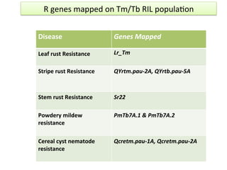 Disease	
   Genes	
  Mapped	
  
Leaf	
  rust	
  Resistance	
  
	
  
Lr_Tm	
  
Stripe	
  rust	
  Resistance	
   QYrtm.pau-­‐2A,	
  QYrtb.pau-­‐5A	
  
	
  
Stem	
  rust	
  Resistance	
   Sr22	
  
Powdery	
  mildew	
  
resistance	
  
PmTb7A.1	
  &	
  PmTb7A.2	
  
	
  
Cereal	
  cyst	
  nematode	
  
resistance	
  
Qcretm.pau-­‐1A,	
  Qcretm.pau-­‐2A	
  
	
  
R	
  genes	
  mapped	
  on	
  Tm/Tb	
  RIL	
  populaDon	
  
 