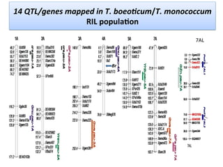 14	
  QTL/genes	
  mapped	
  in	
  T.	
  boeo$cum/T.	
  monococcum	
  
RIL	
  populaDon	
  	
  
Br	
  
7AL	
  
 