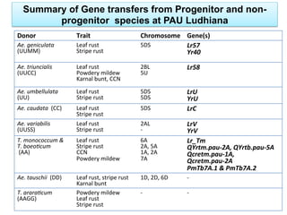 Summary of Gene transfers from Progenitor and non-
progenitor species at PAU Ludhiana
Donor Trait Chromosome Gene(s)
Ae.	
  geniculata	
  
(UUMM)
Leaf	
  rust	
  
Stripe	
  rust
5DS Lr57	
  
Yr40
Ae.	
  triuncialis	
  	
  
(UUCC)
Leaf	
  rust	
  
Powdery	
  mildew	
  
Karnal	
  bunt,	
  CCN
2BL	
  
5U
Lr58
Ae.	
  umbellulata	
  
(UU)
Leaf	
  rust	
  
Stripe	
  rust
5DS	
  
5DS	
  
LrU	
  
YrU
Ae.	
  caudata	
  	
  (CC) Leaf	
  rust	
  
Stripe	
  rust
5DS LrC
Ae.	
  variabilis	
  	
  
(UUSS)
Leaf	
  rust	
  
Stripe	
  rust
2AL	
  
-­‐
LrV	
  
YrV
T.	
  monococcum	
  &	
  	
  
T.	
  boeo(cum	
  
	
  (AA)
Leaf	
  rust	
  
Stripe	
  rust	
  
CCN	
  	
  
Powdery	
  mildew
6A	
  
2A,	
  5A	
  
1A,	
  2A	
  
7A
Lr_Tm	
  
QYrtm.pau-­‐2A,	
  QYrtb.pau-­‐5A	
  
Qcretm.pau-­‐1A,	
  
Qcretm.pau-­‐2A	
  
PmTb7A.1	
  &	
  PmTb7A.2
Ae.	
  tauschii	
  	
  (DD) Leaf	
  rust,	
  stripe	
  rust	
  
Karnal	
  bunt
1D,	
  2D,	
  6D -­‐
T.	
  arara(cum	
  	
  
(AAGG)
Powdery	
  mildew	
  
Leaf	
  rust	
  
Stripe	
  rust
-­‐ -­‐
 