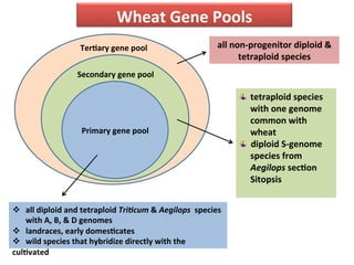 s	
  
Primary	
  gene	
  pool	
  
Secondary	
  gene	
  pool	
  
TerDary	
  gene	
  pool	
  
v  all	
  diploid	
  and	
  tetraploid	
  Tri$cum	
  &	
  Aegilops	
  	
  species	
  
with	
  A,	
  B,	
  &	
  D	
  genomes	
  
v  landraces,	
  early	
  domesDcates	
  
v  wild	
  species	
  that	
  hybridize	
  directly	
  with	
  the	
  
culDvated	
  
" tetraploid	
  species	
  
with	
  one	
  genome	
  	
  
common	
  with	
  
wheat	
  
"   diploid	
  S-­‐genome	
  
species	
  from	
  
Aegilops	
  secDon	
  
Sitopsis	
  
	
  
all	
  non-­‐progenitor	
  diploid	
  &	
  
tetraploid	
  species	
  
Wheat	
  Gene	
  Pools	
  
 