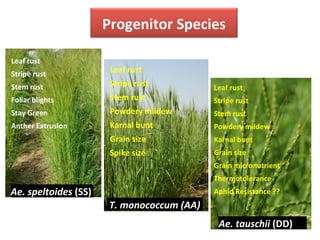 T.	
  monococcum	
  (AA)	
  
Ae.	
  speltoides	
  (SS)	
  
Progenitor	
  Species	
  
Ae.	
  tauschii	
  (DD)	
  
Leaf	
  rust	
  
Stripe	
  rust	
  
Stem	
  rust	
  
Foliar	
  blights	
  
Stay	
  Green	
  
Anther	
  Extrusion	
  
Leaf	
  rust	
  
Stripe	
  rust	
  
Stem	
  rust	
  
Powdery	
  mildew	
  
Karnal	
  bunt	
  
Grain	
  size	
  
Spike	
  size	
  
Leaf	
  rust	
  
Stripe	
  rust	
  
Stem	
  rust	
  
Powdery	
  mildew	
  
Karnal	
  bunt	
  
Grain	
  size	
  
Grain	
  micronutrient	
  	
  
Thermotolerance	
  
Aphid	
  Resistance	
  ??	
  
 