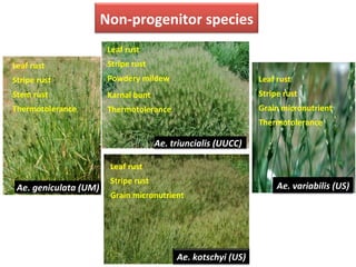 Ae.	
  triuncialis	
  (UUCC)	
  
Non-­‐progenitor	
  species	
  
Ae.	
  geniculata	
  (UM)	
  
Ae.	
  kotschyi	
  (US)	
  
Leaf	
  rust	
  
Stripe	
  rust	
  
Powdery	
  mildew	
  
Karnal	
  bunt	
  
Thermotolerance	
  
Leaf	
  rust	
  
Stripe	
  rust	
  
Grain	
  micronutrient	
  
Leaf	
  rust	
  
Stripe	
  rust	
  
Stem	
  rust	
  
Thermotolerance	
  
Ae.	
  variabilis	
  (US)	
  
Leaf	
  rust	
  
Stripe	
  rust	
  
Grain	
  micronutrient	
  
Thermotolerance	
  
 