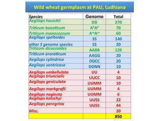 Wild	
  wheat	
  germplasm	
  at	
  PAU,	
  Ludhiana	
  
Species Genome Total
Aegilops	
  tauschii DD 270
Tri$cum	
  boeo$cum AbAb 70
Tri$cum	
  monococcum AmAm 60
Aegilops	
  speltoides SS 140
other	
  S	
  genome	
  species	
   SS 20
Tri$cum	
  dicoccoides	
   AABB 120
Tri$cum	
  arara$cum	
  	
   AAGG 20
Aegilops	
  cylindrica DDCC 20
Aegilops	
  ventricosa	
   DDNN 10
Aegilops	
  umbellulata	
   UU 4
Aegilops	
  triuncialis UUCC 10
Aegilops	
  geniculata UUMM 10
Aegilops	
  markgraﬁi	
   UUMM 4
Aegilops	
  neglecta UUMM 6
Aegilops	
  kotschyi	
   UUSS 22
Aegilops	
  peregrina	
   UUSS 44
Misc.	
   20
850
 
