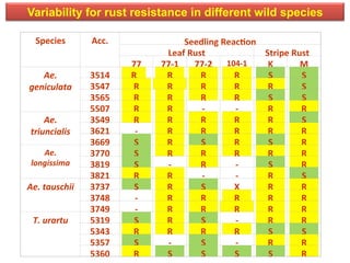 Species	
  
	
  
Acc.	
  
	
  
Seedling	
  ReacDon	
  
	
  Leaf	
  Rust	
  
	
  
Stripe	
  Rust	
  
	
  77	
  
	
  
77-­‐1	
  
	
  
77-­‐2	
  
	
  
104-­‐1	
  
	
  
K	
  
	
  
M	
  
	
  Ae.	
  
geniculata	
  
	
  
3514	
  
	
  
R	
  
	
  
R	
  
	
  
R	
  
	
  
R	
  
	
  
S	
  
	
  
S	
  
	
  3547	
  
	
  
R	
  
	
  
R	
  
	
  
R	
  
	
  
R	
  
	
  
R	
  
	
  
S	
  
	
  3565	
  
	
  
R	
  
	
  
R	
  
	
  
R	
  
	
  
R	
  
	
  
S	
  
	
  
S	
  
	
  5507	
  
	
  
R	
  
	
  
R	
  
	
  
-­‐	
  
	
  
-­‐	
  
	
  
R	
  
	
  
R	
  
	
  Ae.	
  
triuncialis	
  
	
  
3549	
  
	
  
R	
  
	
  
R	
  
	
  
R	
  
	
  
R	
  
	
  
R	
  
	
  
S	
  
	
  3621	
  
	
  
-­‐	
  
	
  
R	
  
	
  
R	
  
	
  
R	
  
	
  
R	
  
	
  
R	
  
	
  3669	
  
	
  
S	
  
	
  
R	
  
	
  
S	
  
	
  
R	
  
	
  
S	
  
	
  
R	
  
	
  Ae.	
  
longissima	
  
	
  
3770	
  
	
  
S	
  
	
  
R	
  
	
  
R	
  
	
  
R	
  
	
  
R	
  
	
  
R	
  
	
  3819	
  
	
  
S	
  
	
  
-­‐	
  
	
  
R	
  
	
  
-­‐	
  
	
  
S	
  
	
  
R	
  
	
  3821	
  
	
  
R	
  
	
  
R	
  
	
  
-­‐	
  
	
  
-­‐	
  
	
  
R	
  
	
  
S	
  
	
  Ae.	
  tauschii	
  
	
  
3737	
  
	
  
S	
  
	
  
R	
  
	
  
S	
  
	
  
X	
  
	
  
R	
  
	
  
R	
  
	
  3748	
  
	
  
-­‐	
  
	
  
R	
  
	
  
R	
  
	
  
R	
  
	
  
R	
  
	
  
R	
  
	
  3749	
  
	
  
-­‐	
  
	
  
R	
  
	
  
R	
  
	
  
R	
  
	
  
R	
  
	
  
R	
  
	
  T.	
  urartu	
  
	
  
5319	
  
	
  
S	
  
	
  
R	
  
	
  
S	
  
	
  
-­‐	
  
	
  
R	
  
	
  
R	
  
	
  5343	
  
	
  
R	
  
	
  
R	
  
	
  
R	
  
	
  
R	
  
	
  
S	
  
	
  
S	
  
	
  5357	
  
	
  
S	
  
	
  
-­‐	
  
	
  
S	
  
	
  
-­‐	
  
	
  
R	
  
	
  
R	
  
	
  5360	
   R	
   S	
   S	
   S	
   S	
   R	
  
Variability for rust resistance in different wild species
 