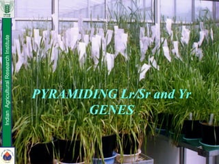 PYRAMIDING Lr/Sr and Yr
GENES
IndianAgriculturalResearchInstitute
 