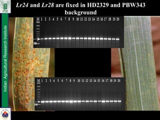 Lr24 and Lr28 are fixed in HD2329 and PBW343
background
IndianAgriculturalResearchInstitute
 