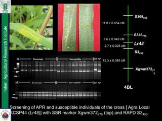 Screening of APR and susceptible individuals of the cross [ Agra Local
XCSP44 (Lr48)] with SSR marker Xgwm372275 (top) and RAPD S3450
Lr48
S3450
S336775
S369950
Xgwm37227
5
4BL
11.8 ± 0.054 cM
3.6 ± 0.043 cM
2.7 ± 0.025 cM
15.3 ± 0.049 cM
IndianAgriculturalResearchInstitute
 