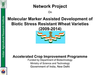 Network Project
On
Molecular Marker Assisted Development of
Biotic Stress Resistant Wheat Varieties
(2009-2014)
Accelerated Crop Improvement Programme
Funded by Department of Biotechnology
Ministry of Science and Technology
Government of India, New Delhi
IndianAgriculturalResearchInstitute
 