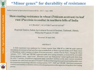 IndianAgriculturalResearchInstitute “Minor genes” for durability of resistance
 