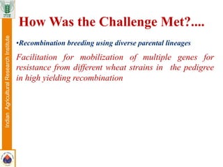 • Recombination breeding using diverse parental lineages
Facilitation for mobilization of multiple genes for
resistance from different wheat strains in the pedigree
in high yielding recombination
How Was the Challenge Met?....
IndianAgriculturalResearchInstitute
 