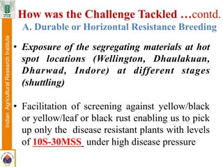 How was the Challenge Tackled …contd.
A. Durable or Horizontal Resistance Breeding
•  Exposure of the segregating materials at hot
spot locations (Wellington, Dhaulakuan,
Dharwad, Indore) at different stages
(shuttling)
•  Facilitation of screening against yellow/black
or yellow/leaf or black rust enabling us to pick
up only the disease resistant plants with levels
of 10S-30MSS under high disease pressure	
  
IndianAgriculturalResearchInstitute
 
