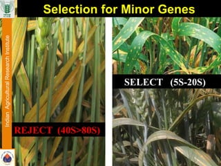 REJECT (40S>80S)
SELECT (5S-20S)
Selection for Minor GenesIndianAgriculturalResearchInstitute
 