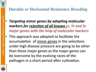 •  Targe&ng	
  minor	
  genes	
  by	
  adop&ng	
  molecular	
  
markers	
  for	
  rejec&on	
  of	
  all	
  known	
  Lr,	
  Yr	
  and	
  Sr	
  
major	
  genes	
  with	
  the	
  help	
  of	
  molecular	
  markers	
  	
  	
  
•  This	
  approach	
  was	
  adopted	
  to	
  facilitate	
  the	
  
accumula@on	
  	
  of	
  minor	
  genes	
  in	
  the	
  selec@ons	
  
under	
  high	
  disease	
  pressure	
  are	
  going	
  to	
  be	
  other	
  
than	
  these	
  major	
  genes	
  as	
  the	
  major	
  genes	
  can	
  
be	
  overcome	
  by	
  the	
  evolving	
  races	
  of	
  the	
  
pathogen	
  in	
  a	
  short	
  period	
  aDer	
  cul@va@on.	
  	
  	
  	
  
Durable or Horizontal Resistance Breeding
IndianAgriculturalResearchInstitute
 