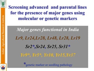 Major genes functional in India
Lr9, Lr24,Lr28, Lr48, Lr28, Lr19
Sr2*,Sr24, Sr25, Sr31*
Yr9*, Yr5*, Yr10, Yr15,Yr37
*genetic marker or seedling pathology
Screening advanced and parental lines
for the presence of major genes using
molecular or genetic markers
IndianAgriculturalResearchInstitute
 