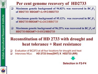Per cent genome recovery of HD2733
q  Maximum genetic background of 94.82% was recovered in BC2F2
of HD2733/ HD2687+Lr19/2/HD2733
q  Maximum genetic background of 95.12% was recovered in BC2F2
of HD2733/HD2687+Lr24/2/HD2733
q  Maximum genetic background of 96.25% was recovered in BC2F2 of
HD2733/HD2687+Yr15/2/HD2733
IndianAgriculturalResearchInstitute
q  Evaluation of BC2F3 at all four locations for drought and heat
q  Intercross NILs: HD 2733 lines(DHT) X HD2733 (RR)
Selection in F2-F4
Reconstitution of HD 2733 with drought and
heat tolerance + Rust resistance
 