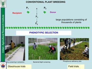 F2
P2
F1
P1 x
large populations consisting of
thousands of plants
PHENOTYPIC SELECTION
Field trialsGlasshouse trials
DonorRecipient
CONVENTIONAL PLANT BREEDING
Salinity screening in phytotron Bacterial blight screening
Phosphorus deficiency plot
IndianAgriculturalResearchInstitute
 