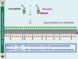 F2
P2
F1
P1 x
large populations (e.g. 2000 plants)
ResistantSusceptible
MAS for 1 QTL – 75% elimination of (3/4) unwanted genotypes
MAS for 2 QTLs – 94% elimination of (15/16) unwanted genotypes
IndianAgriculturalResearchInstitute
 