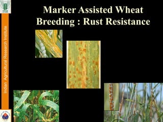 Marker Assisted Wheat
Breeding : Rust Resistance
IndianAgriculturalResearchInstitute
 
