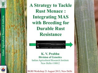 A Strategy to Tackle
Rust Menace :
Integrating MAS
with Breeding for
Durable Rust
Resistance
IndianAgriculturalResearchInstitute
K. V. Prabhu
Division of Genetics
Indian Agricultural Research Institute
New Delhi-110012
BGRI Workshop 21 August 2013, New Delhi
 