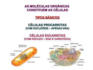 AS MOLÉCULAS ORGÂNICASAS MOLÉCULAS ORGÂNICAS
CONSTITUEM AS CÉLULASCONSTITUEM AS CÉLULAS
TIPOS BÁSICOSTIPOS BÁSICOS
CÉLULAS PROCARIOTASCÉLULAS PROCARIOTAS
(COM NUCLEÓIDE – APENAS DNA)(COM NUCLEÓIDE – APENAS DNA)
CÉLULAS EUCARIOTASCÉLULAS EUCARIOTAS
(COM NÚCLEO – DNA E CARIOTECA)(COM NÚCLEO – DNA E CARIOTECA)
 