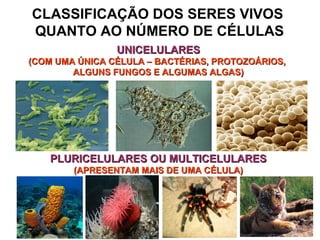CLASSIFICAÇÃO DOS SERES VIVOS
QUANTO AO NÚMERO DE CÉLULAS
UNICELULARESUNICELULARES
(COM UMA ÚNICA CÉLULA – BACTÉRIAS, PROTOZOÁRIOS,(COM UMA ÚNICA CÉLULA – BACTÉRIAS, PROTOZOÁRIOS,
ALGUNS FUNGOS E ALGUMAS ALGAS)ALGUNS FUNGOS E ALGUMAS ALGAS)
PLURICELULARES OU MULTICELULARESPLURICELULARES OU MULTICELULARES
(APRESENTAM MAIS DE UMA CÉLULA)(APRESENTAM MAIS DE UMA CÉLULA)
 