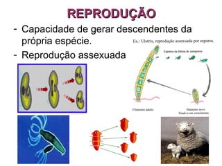 REPRODUÇÃOREPRODUÇÃO
- Capacidade de gerar descendentes da
própria espécie.
- Reprodução assexuada
 