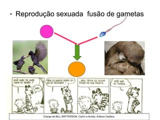 - Reprodução sexuada fusão de gametas
 