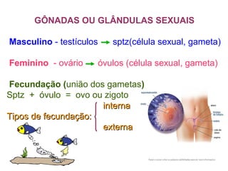 GÔNADAS OU GLÂNDULAS SEXUAIS
Masculino - testículos sptz(célula sexual, gameta)
Feminino - ovário óvulos (célula sexual, gameta)
Fecundação (união dos gametas)
Sptz + óvulo = ovo ou zigoto
internainterna
Tipos de fecundação:Tipos de fecundação:
externaexterna
 