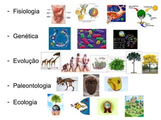 - Fisiologia
- Genética
- Evolução
- Paleontologia
- Ecologia
 