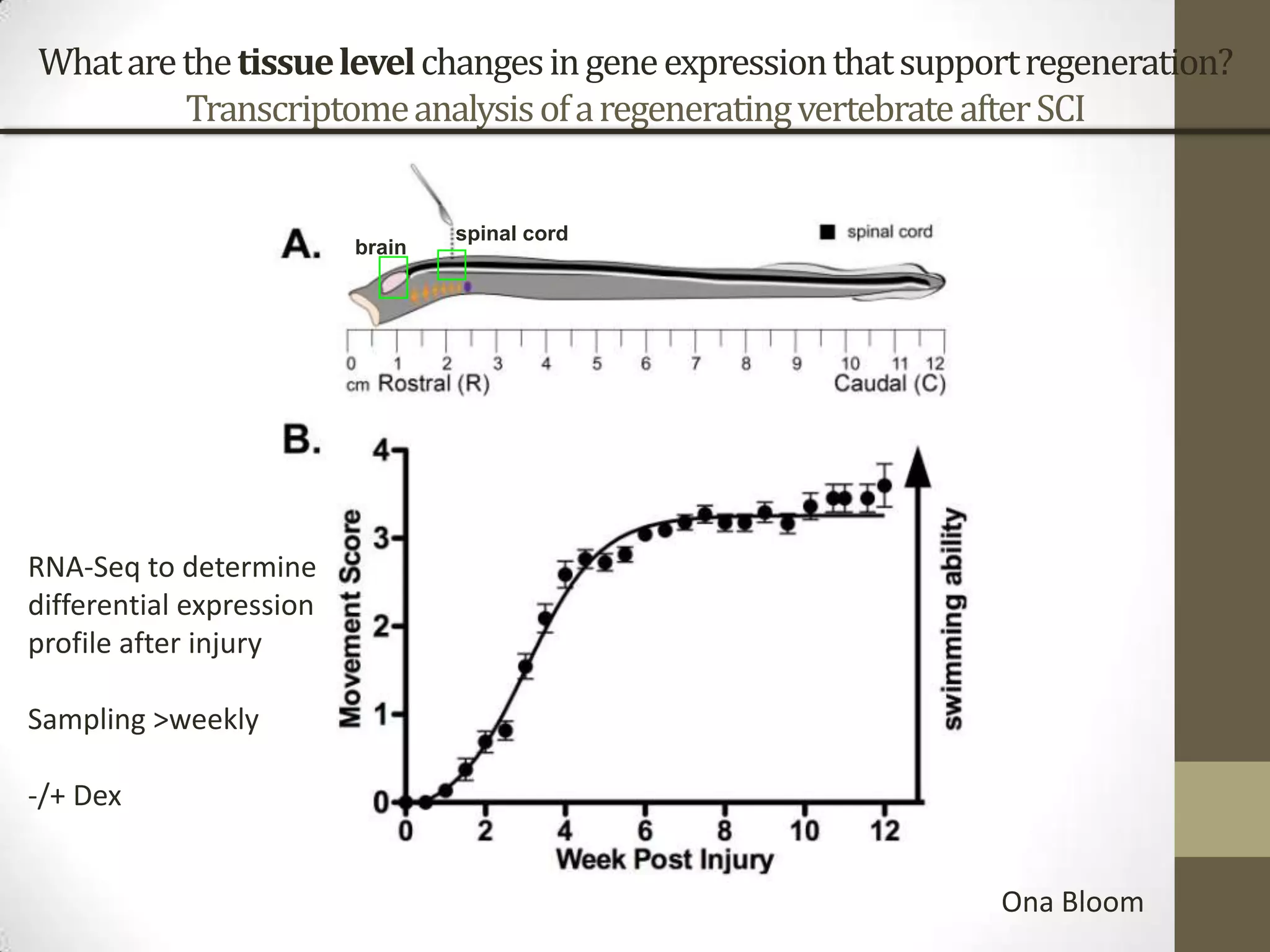 Whatarethetissuelevelchangesingeneexpressionthatsupportregeneration?
TranscriptomeanalysisofaregeneratingvertebrateafterSCI
brain
spinal cord
RNA-Seq to determine
differential expression
profile after injury
Sampling >weekly
-/+ Dex
Ona Bloom
 