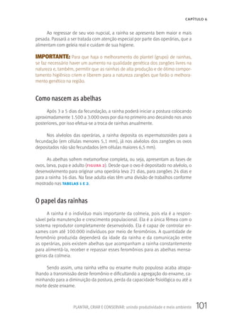 101PLANTAR, CRIAR E CONSERVAR: unindo produtividade e meio ambiente
CAPÍTULO 6
Ao regressar de seu voo nupcial, a rainha se apresenta bem maior e mais
pesada. Passará a ser tratada com atenção especial por parte das operárias, que a
alimentam com geleia real e cuidam de sua higiene.
IMPORTANTE: Para que haja o melhoramento do plantel (grupo) de rainhas,
se faz necessário haver um aumento na qualidade genética dos zangões livres na
natureza e, também, permitir que as rainhas de alta produção e de ótimo compor-
tamento higiênico criem e liberem para a natureza zangões que farão o melhora-
mento genético na região.
Como nascem as abelhas
Após 3 a 5 dias da fecundação, a rainha poderá iniciar a postura colocando
aproximadamente 1.500 a 3.000 ovos por dia no primeiro ano decaindo nos anos
posteriores, por isso efetua-se a troca de rainhas anualmente.
Nos alvéolos das operárias, a rainha deposita os espermatozoides para a
fecundação (em células menores 5,1 mm), já nos alvéolos dos zangões os ovos
depositados não são fecundados (em células maiores 6,5 mm).
As abelhas sofrem metamorfose completa, ou seja, apresentam as fases de
ovos, larva, pupa e adulto (figura 2). Desde que o ovo é depositado no alvéolo, o
desenvolvimento para originar uma operária leva 21 dias, para zangões 24 dias e
para a rainha 16 dias. Na fase adulta elas têm uma divisão de trabalhos conforme
mostrado nas tabelas 1 e 2.
O papel das rainhas
A rainha é o indivíduo mais importante da colmeia, pois ela é a respon-
sável pela manutenção e crescimento populacional. Ela é a única fêmea com o
sistema reprodutor completamente desenvolvido. Ela é capaz de controlar en-
xames com até 100.000 indivíduos por meio de feromônios. A quantidade de
feromônio produzida dependerá da idade da rainha e da comunicação entre
as operárias, pois existem abelhas que acompanham a rainha constantemente
para alimentá-la, receber e repassar esses feromônios para as abelhas mensa-
geiras da colmeia.
Sendo assim, uma rainha velha ou enxame muito populoso acaba atrapa-
lhando a transmissão deste feromônio e dificultando a agregação do enxame, ca-
minhando para a diminuição da postura, perda da capacidade fisiológica ou até a
morte deste enxame.
 