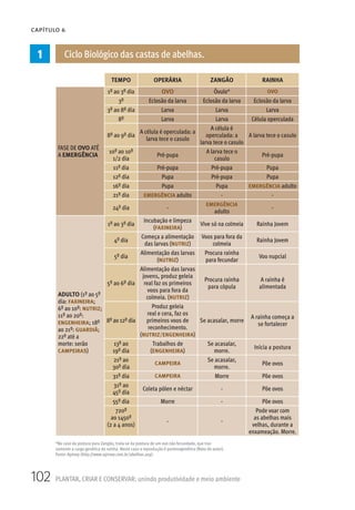 102 PLANTAR, CRIAR E CONSERVAR: unindo produtividade e meio ambiente
CAPÍTULO 6
1 Ciclo Biológico das castas de abelhas.
TEMPO OPERÁRIA ZANGÃO RAINHA
FASE DE OVO ATÉ
A EMERGÊNCIA
1º ao 3º dia OVO Óvulo* OVO
3º Eclosão da larva Eclosão da larva Eclosão da larva
3º ao 8º dia Larva Larva Larva
8º Larva Larva Célula operculada
8º ao 9º dia
A célula é operculada: a
larva tece o casulo
A célula é
operculada: a
larva tece o casulo
A larva tece o casulo
10º ao 10º
1/2 dia
Pré-pupa
A larva tece o
casulo
Pré-pupa
11º dia Pré-pupa Pré-pupa Pupa
12º dia Pupa Pré-pupa Pupa
16º dia Pupa Pupa EMERGÊNCIA adulto
21º dia EMERGÊNCIA adulto - -
24º dia -
EMERGÊNCIA
adulto
-
ADULTO (1º ao 5º
dia: FAXINEIRA;
6º ao 10º: NUTRIZ;
11º ao 20º:
ENGENHEIRA; 18º
ao 21º: GUARDIÃ;
22º até a
morte: serão
CAMPEIRAS)
1º ao 3º dia
Incubação e limpeza
(FAXINEIRA)
Vive só na colmeia Rainha Jovem
4º dia
Começa a alimentação
das larvas (NUTRIZ)
Voos para fora da
colmeia
Rainha Jovem
5º dia
Alimentação das larvas
(NUTRIZ)
Procura rainha
para fecundar
Voo nupcial
5º ao 6º dia
Alimentação das larvas
jovens, produz geleia
real faz os primeiros
voos para fora da
colmeia. (NUTRIZ)
Procura rainha
para cópula
A rainha é
alimentada
8º ao 12º dia
Produz geleia
real e cera, faz os
primeiros voos de
reconhecimento.
(NUTRIZ/ENGENHEIRA)
Se acasalar, morre
A rainha começa a
se fortalecer
13º ao
19º dia
Trabalhos de
(ENGENHEIRA)
Se acasalar,
morre.
Inicia a postura
21º ao
30º dia
CAMPEIRA
Se acasalar,
morre.
Põe ovos
31º dia CAMPEIRA Morre Põe ovos
31º ao
45º dia
Coleta pólen e néctar - Põe ovos
55º dia Morre - Põe ovos
720º
ao 1450º
(2 a 4 anos)
- -
Pode voar com
as abelhas mais
velhas, durante a
enxameação. Morre.
*No caso da postura para Zangão, trata-se da postura de um ovo não fecundado, que traz
somente a carga genética da rainha. Neste caso a reprodução é partenogenética (Nota do autor).
Fonte: Apinep (http://www.apinep.com.br/abelhas.asp).
 
