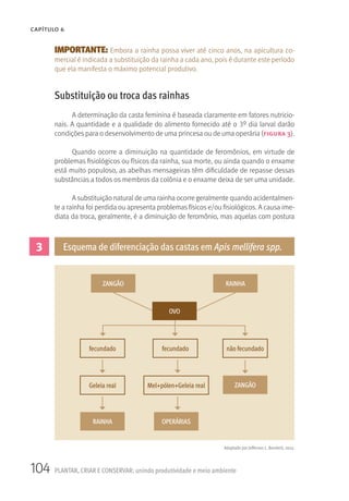 104 PLANTAR, CRIAR E CONSERVAR: unindo produtividade e meio ambiente
CAPÍTULO 6
IMPORTANTE: Embora a rainha possa viver até cinco anos, na apicultura co-
mercial é indicada a substituição da rainha a cada ano, pois é durante este período
que ela manifesta o máximo potencial produtivo.
Substituição ou troca das rainhas
A determinação da casta feminina é baseada claramente em fatores nutricio-
nais. A quantidade e a qualidade do alimento fornecido até o 3º dia larval darão
condições para o desenvolvimento de uma princesa ou de uma operária (figura 3).
Quando ocorre a diminuição na quantidade de feromônios, em virtude de
problemas fisiológicos ou físicos da rainha, sua morte, ou ainda quando o enxame
está muito populoso, as abelhas mensageiras têm dificuldade de repasse dessas
substâncias a todos os membros da colônia e o enxame deixa de ser uma unidade.
A substituição natural de uma rainha ocorre geralmente quando acidentalmen-
te a rainha foi perdida ou apresenta problemas físicos e/ou fisiológicos. A causa ime-
diata da troca, geralmente, é a diminuição de feromônio, mas aquelas com postura
3 Esquema de diferenciação das castas em Apis mellifera spp.
Adaptado por Jefferson L. Banderó, 2013.
ZANGÃO RAINHA
fecundado
Geleia real Mel+pólen+Geleia real
RAINHA OPERÁRIAS
ZANGÃO
fecundado não fecundado
OVO
 