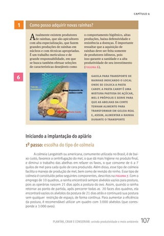 107PLANTAR, CRIAR E CONSERVAR: unindo produtividade e meio ambiente
CAPÍTULO 6
1
6
Atualmente existem produtores
de rainhas, que são apicultores
com alta especialização, que fazem
grandes produções de rainhas em
núcleos e com técnicas apropriadas.
É um trabalho meticuloso e de
grande responsabilidade, em que
se busca também efetuar seleções
de características desejáveis como
o comportamento higiênico, altas
produções, baixa defensividade e
resistência a doenças. É importante
ressaltar que a aquisição de
rainhas deve ser feita somente
de produtores idôneos, pois
isso garante a sanidade e a alta
produtividade de seu investimento
(figura 6).
Como posso adquirir novas rainhas?
gaiola para transporte de
rainhas indicando o local
onde se coloca a pasta
candy. a pasta candy é uma
mistura pastosa de açúcar,
mel e própolis e serve para
que as abelhas da corte
tenham alimento para
transformar em geleia real
e, assim, alimentar a rainha
durante o transporte
Iniciando a implantação do apiário
1º passo: escolha do tipo de colmeia
A colmeia Langstroth ou americana, comumente utilizada no Brasil, é de bai-
xo custo, favorece a centrifugação do mel, o que dá mais higiene no produto final,
e diminui o trabalho das abelhas em refazer os favos, o que consome de 6 a 7
quilos de mel para cada quilo de cera produzido. Além disso, esse tipo de colmeia
facilita o manejo de produção de mel, bem como de revisão do ninho. Esse tipo de
colmeia é constituído pelos seguintes componentes, descritos na figura 7. Com o
emprego de 10 quadros, a rainha encontrará sempre alvéolos vazios para postura,
pois as operárias nascem 21 dias após a postura do ovo. Assim, quando a rainha
retornar ao ponto de partida, após percorrer todas as 20 faces dos quadros, ela
encontrará vazios os alvéolos da postura de 21 dias atrás e continuará sua postura
sem qualquer restrição de espaço, de forma contínua. Para aumentar a eficiência
da postura, é recomendável utilizar um quadro com 3.000 alvéolos (que corres-
ponde a 3.000 ovos).
 